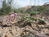 genus Astragalus. Цветущее растение. Казахстан, южные отроги Джунгарского Алатау к зап. от с. Коктал, гипсоносные глины и пески. 22 мая 2016 г.