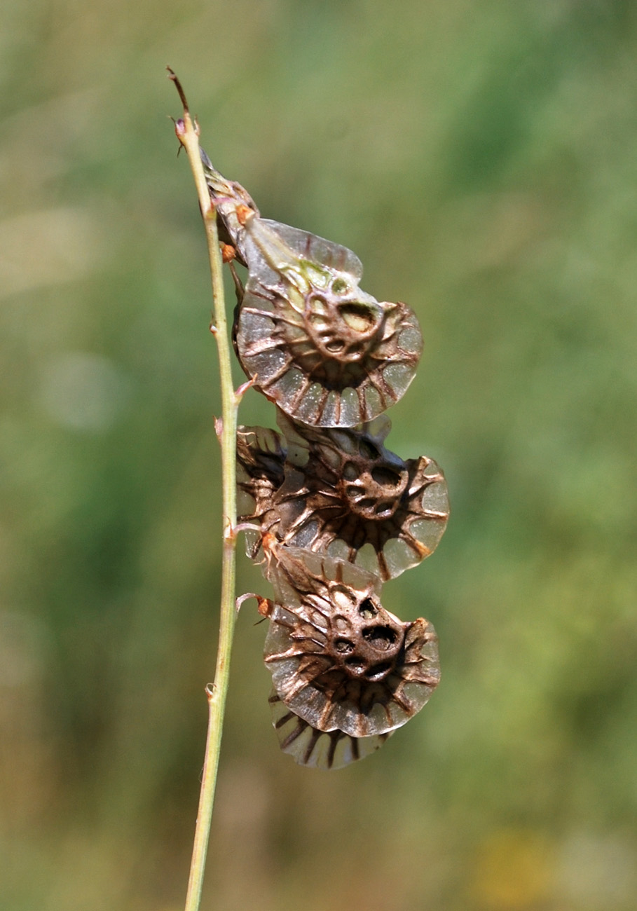 Image of Onobrychis pulchella specimen.