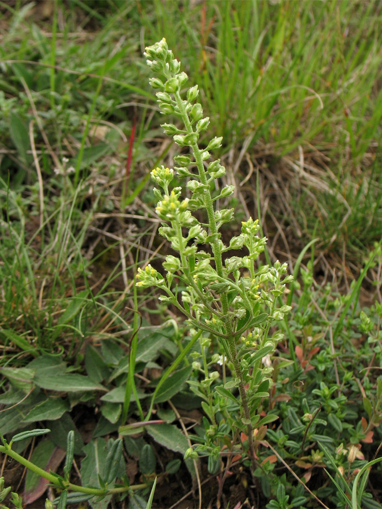 Image of Alyssum alyssoides specimen.