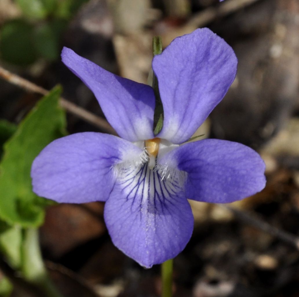 Изображение особи Viola riviniana.