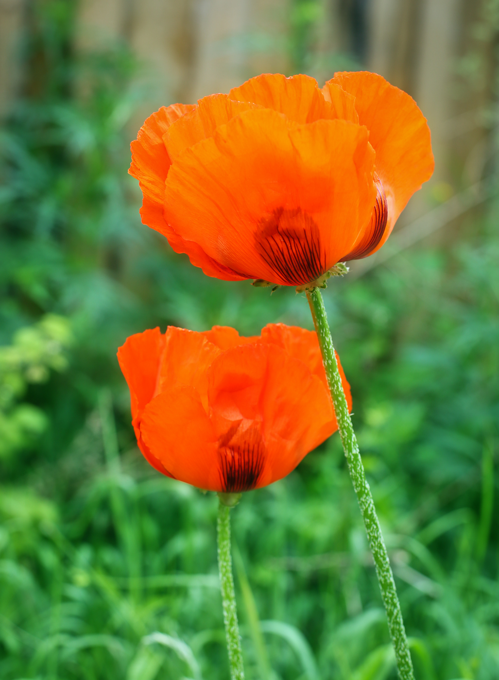 Image of Papaver setiferum specimen.