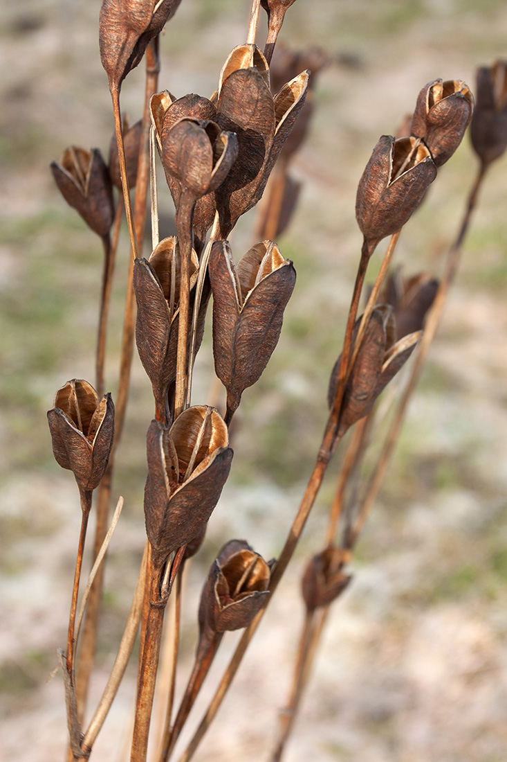 Image of Iris sibirica specimen.