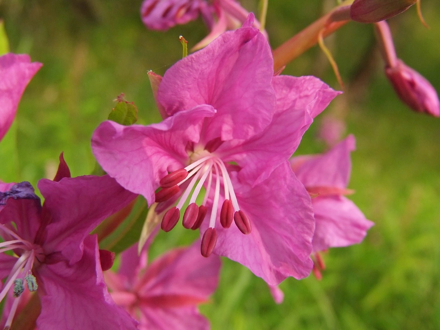 Image of Chamaenerion angustifolium specimen.