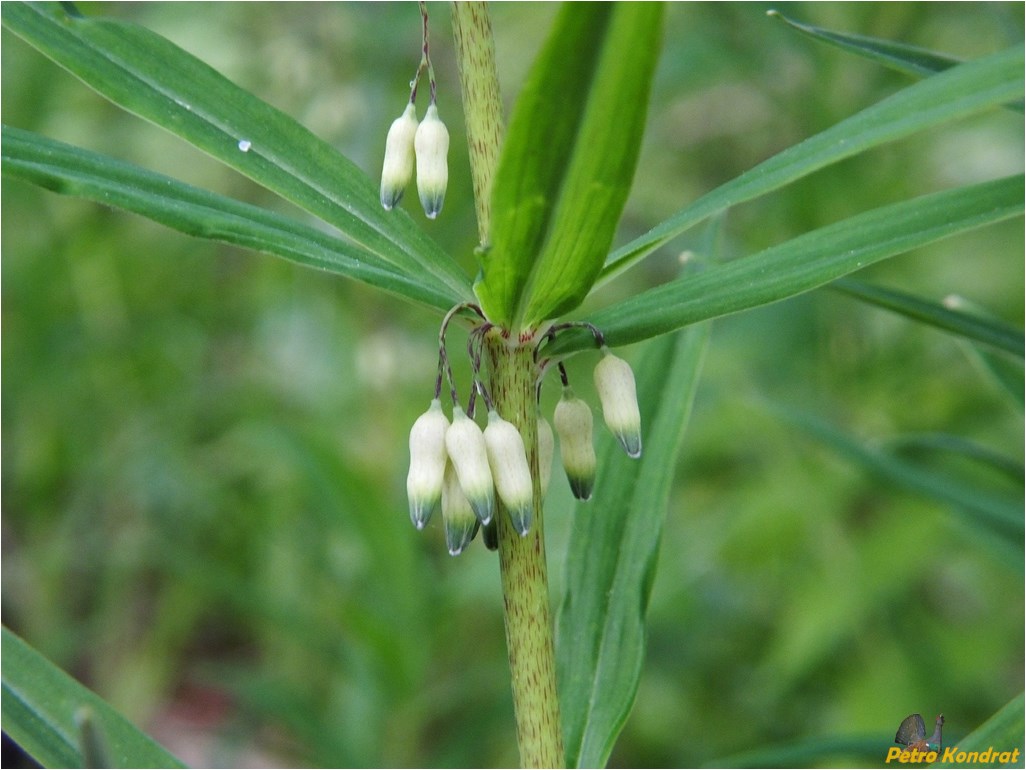 Image of Polygonatum verticillatum specimen.