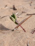 Lathyrus japonicus ssp. maritimus