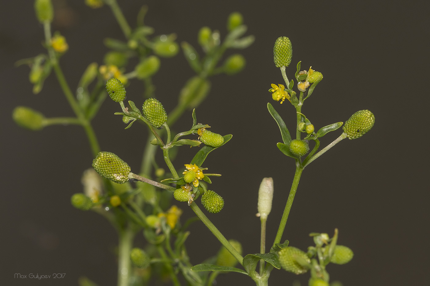 Image of Ranunculus sceleratus specimen.