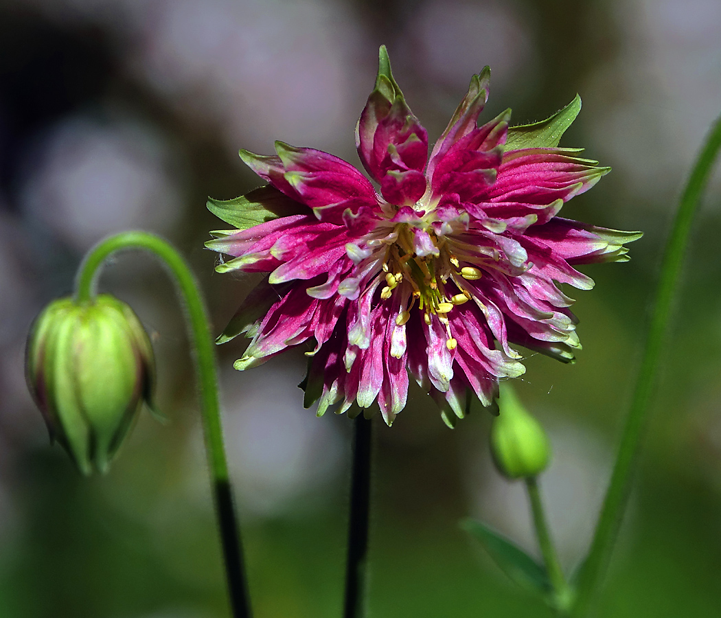 Image of Aquilegia vulgaris var. stellata specimen.