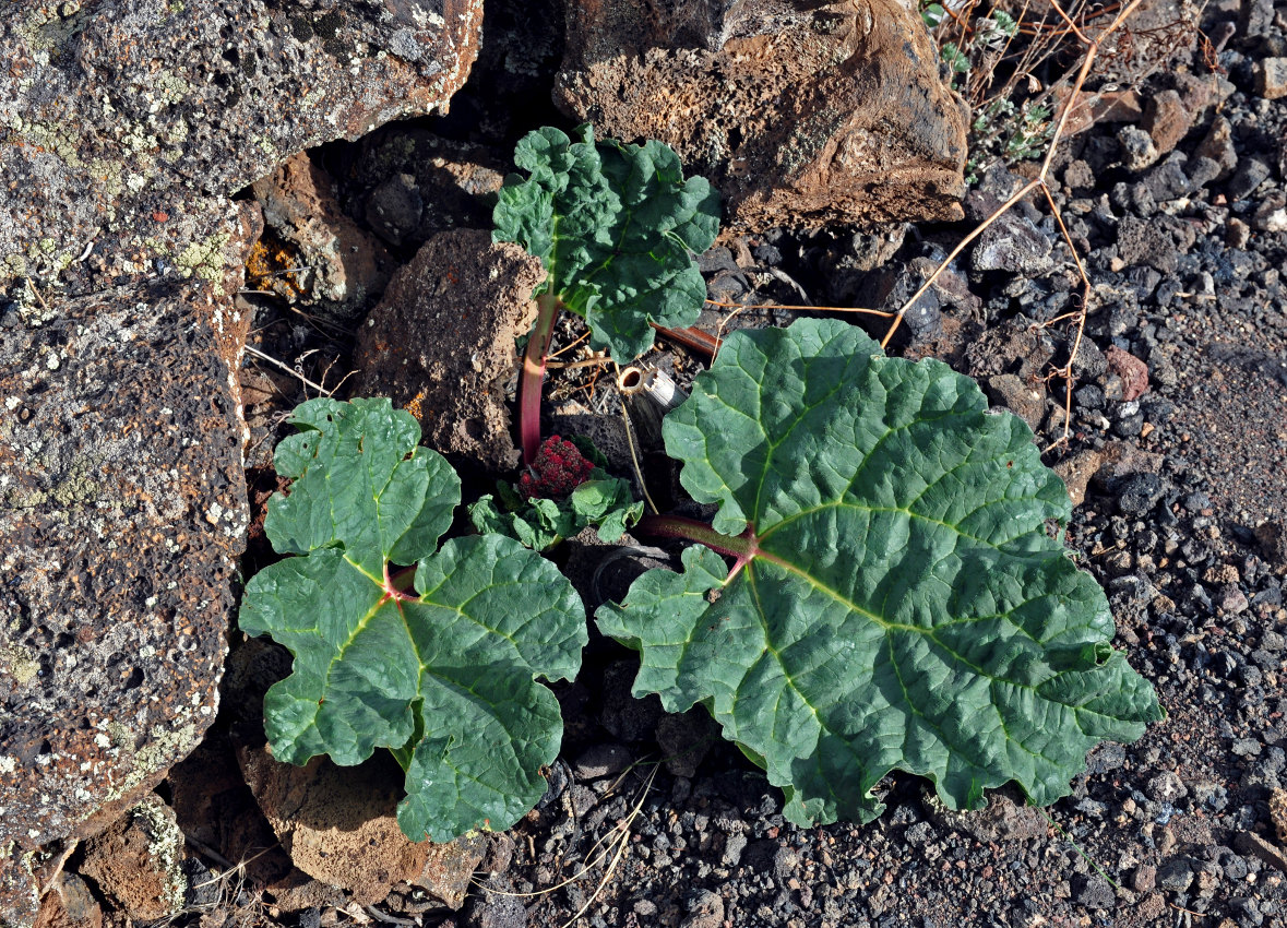 Image of Rheum rhabarbarum specimen.