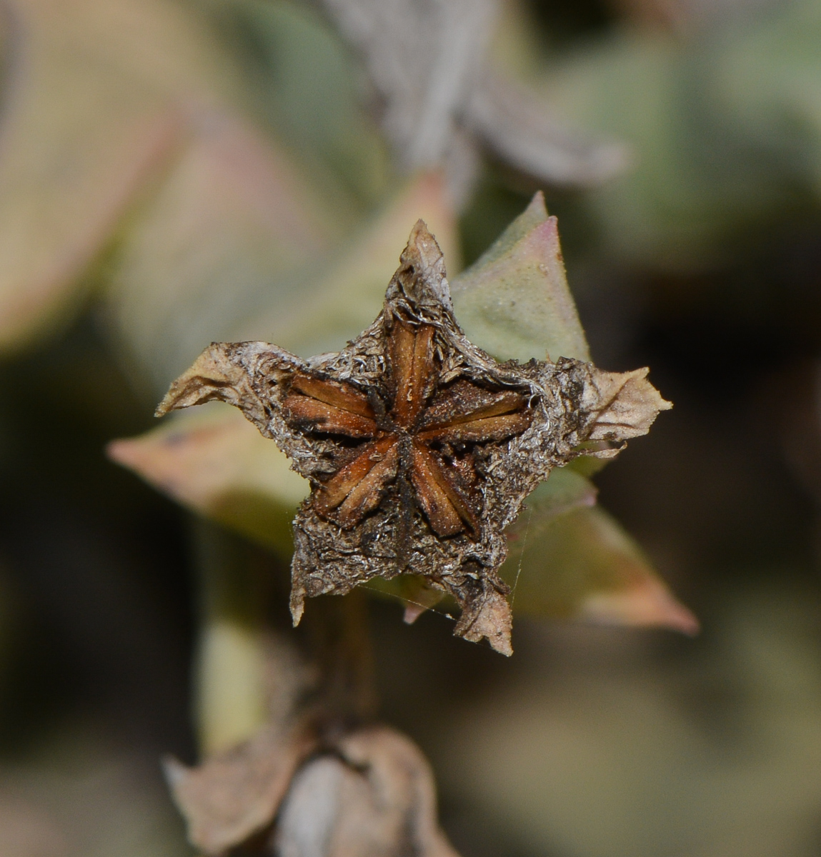 Изображение особи Ruschia perfoliata.