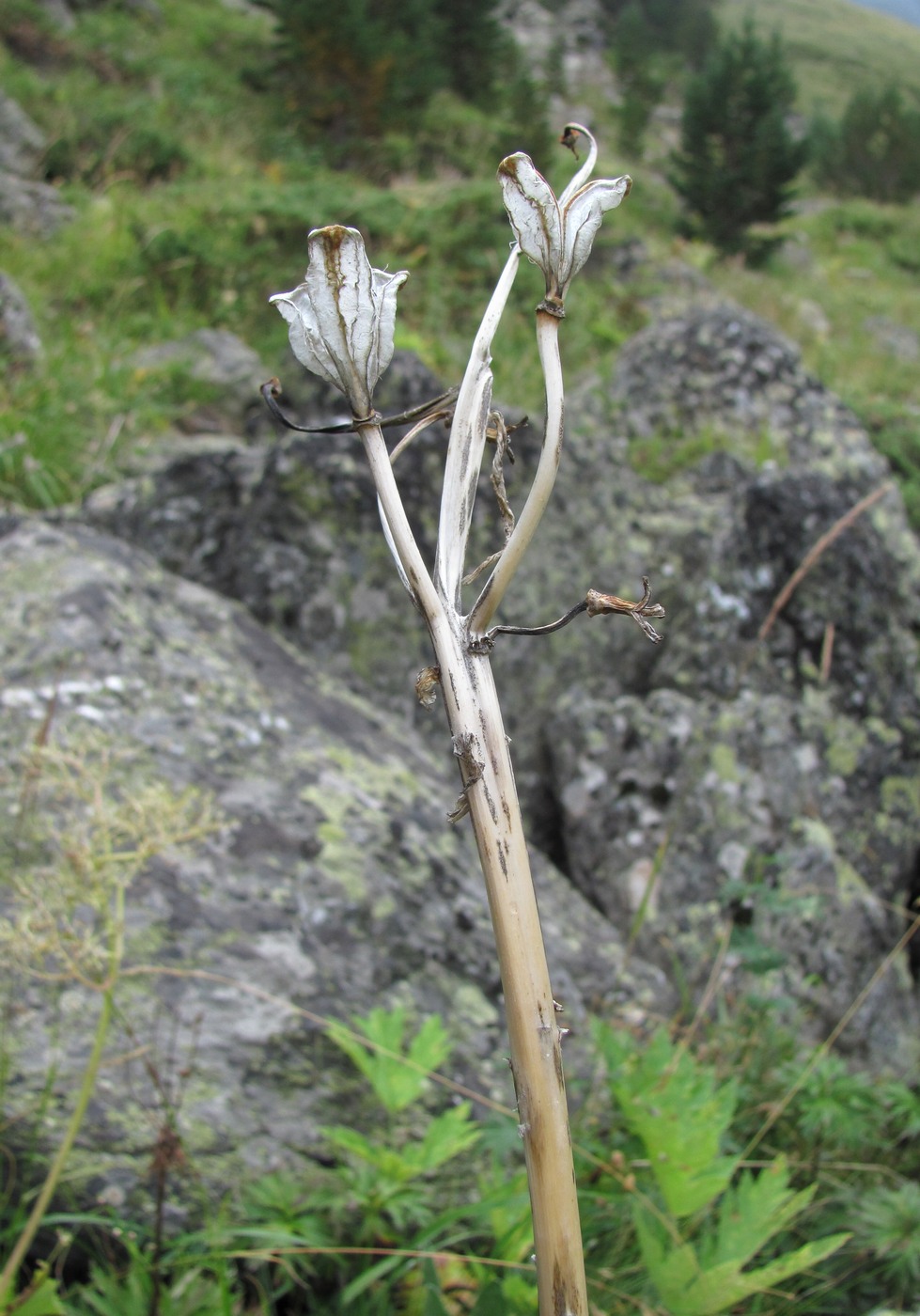 Изображение особи Lilium monadelphum.