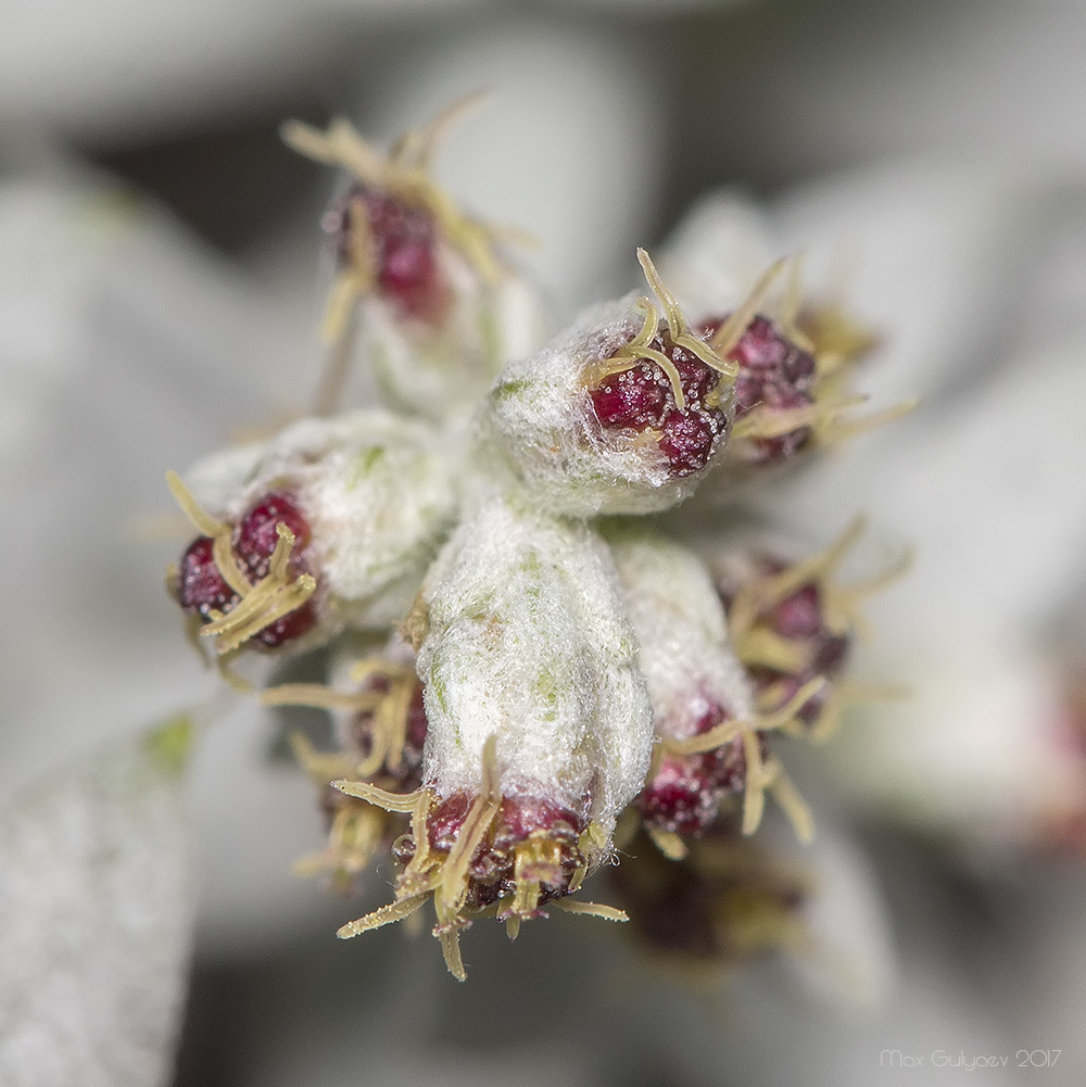 Image of Artemisia ludoviciana specimen.