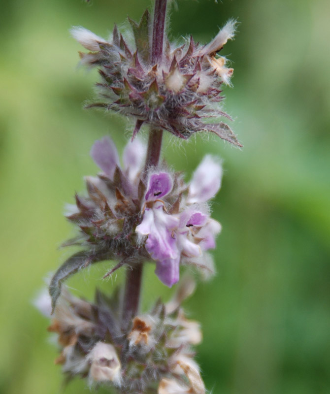 Image of Stachys balansae specimen.