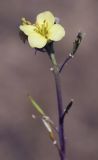 Diplotaxis tenuifolia