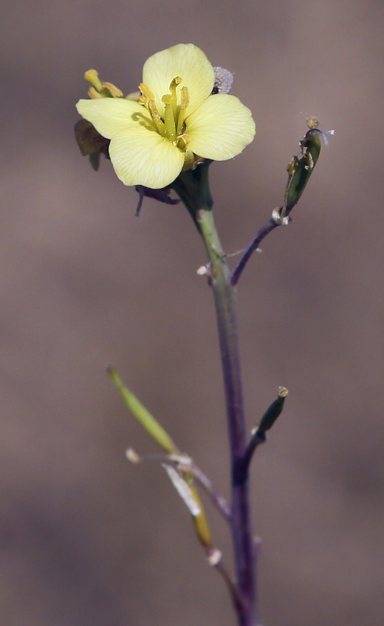 Image of Diplotaxis tenuifolia specimen.