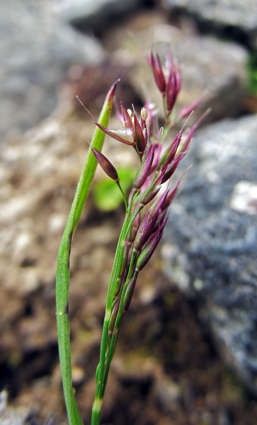 Изображение особи Agrostis mertensii.