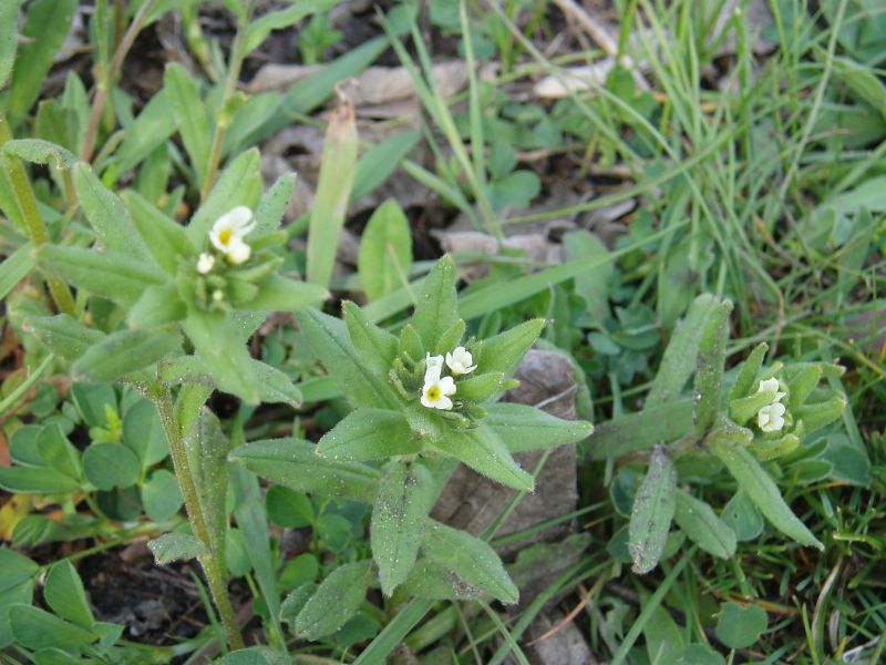 Image of Buglossoides rochelii specimen.