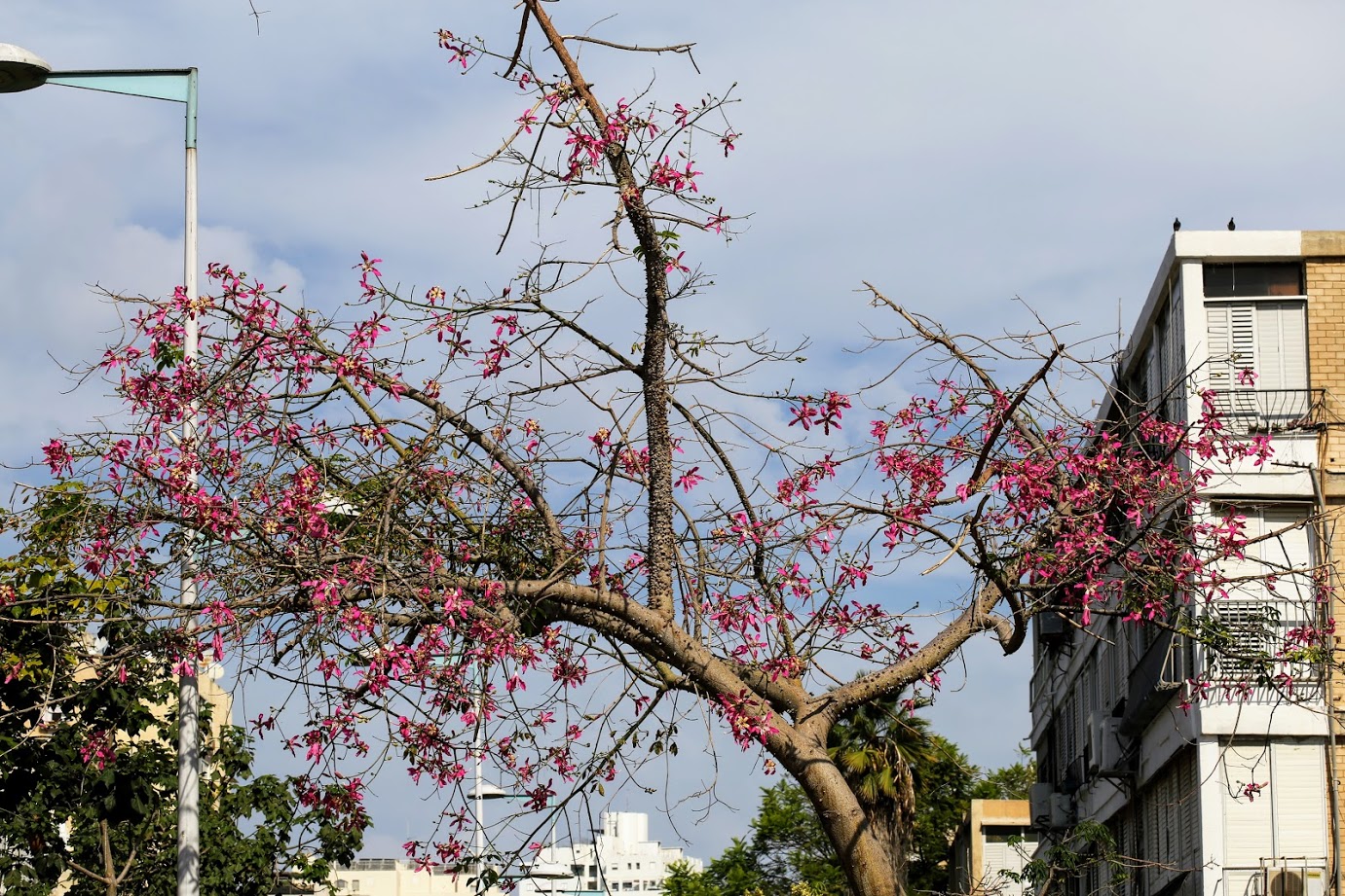 Image of Ceiba speciosa specimen.