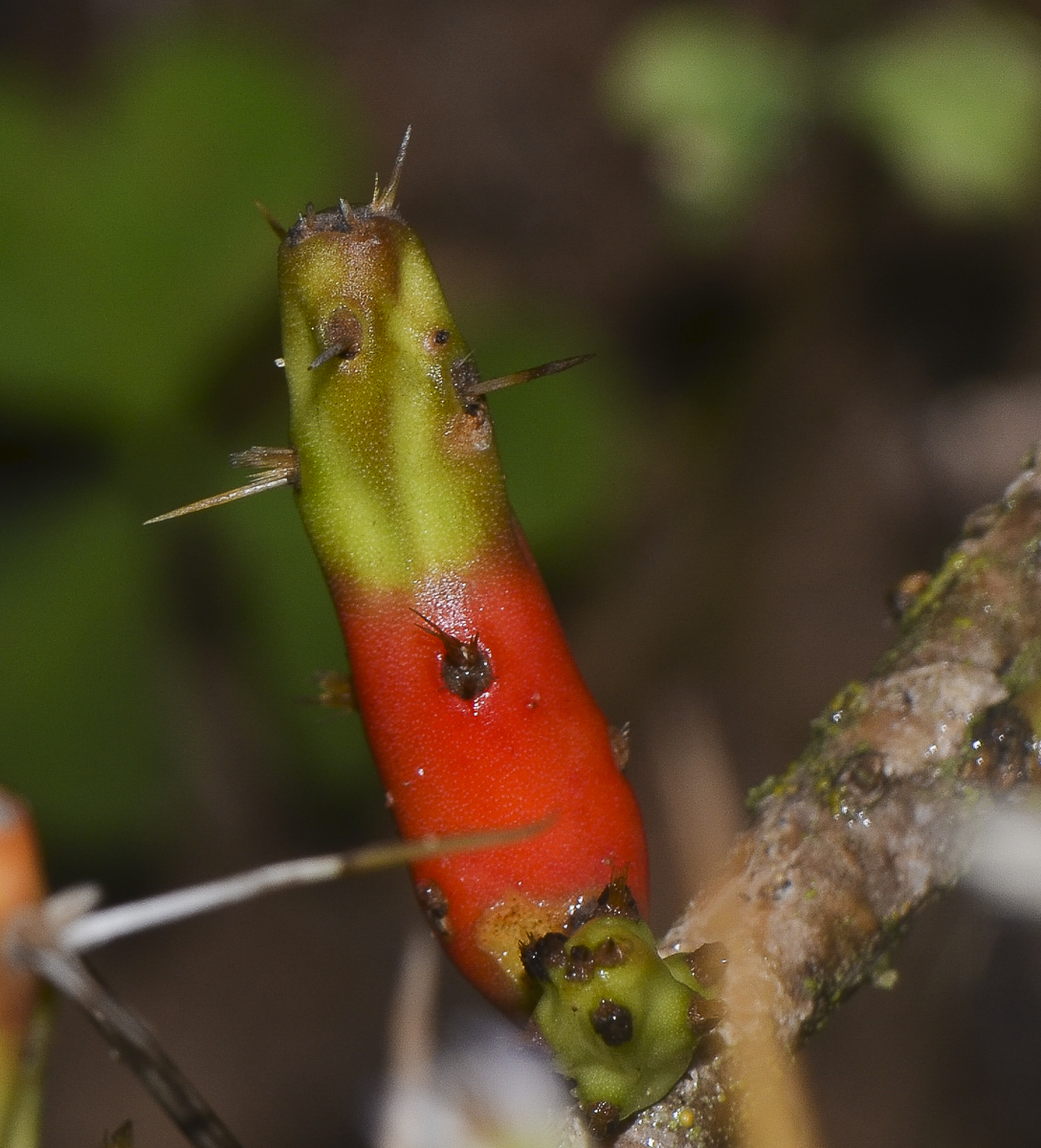 Image of Cylindropuntia leptocaulis specimen.