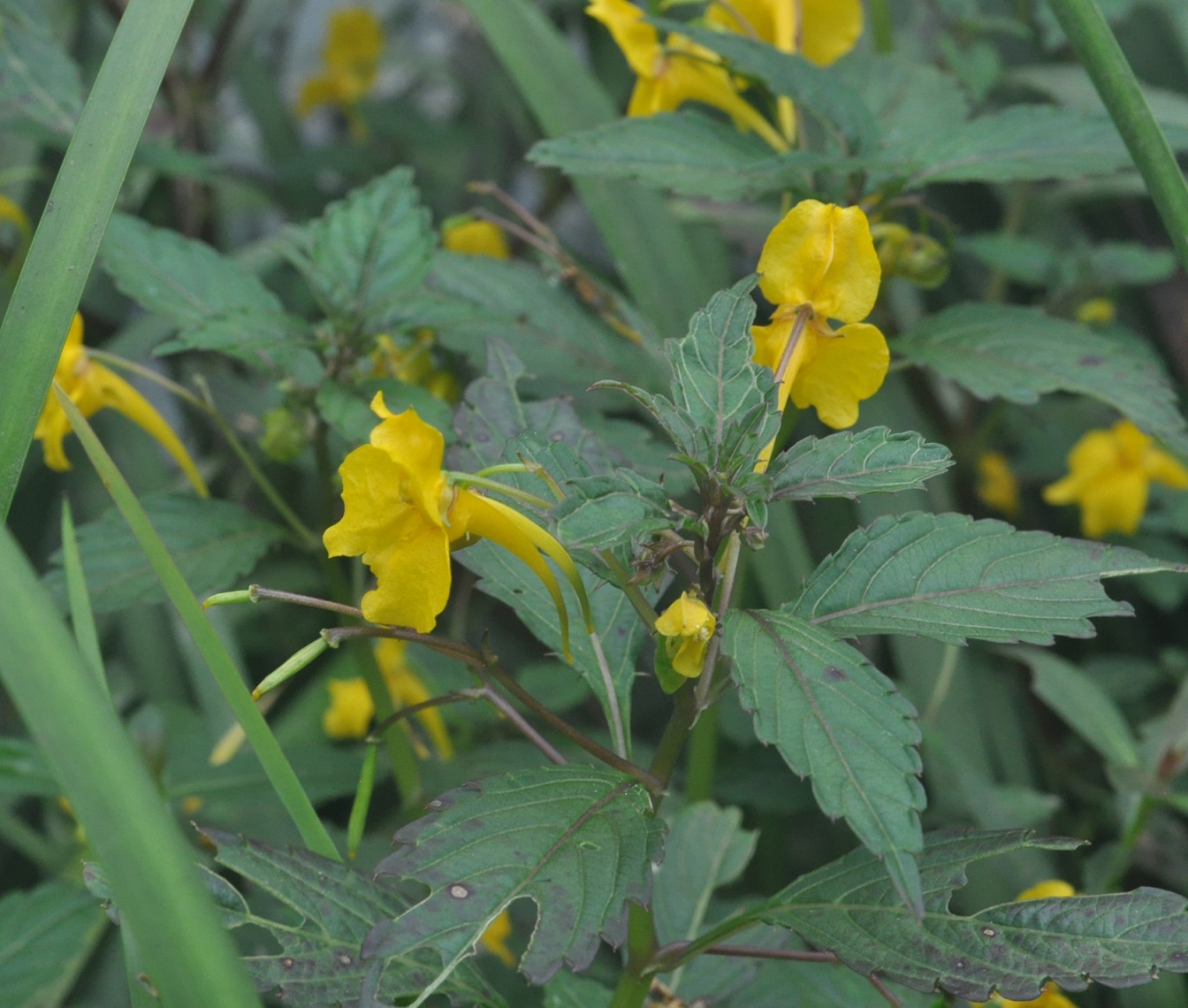 Изображение особи род Impatiens.