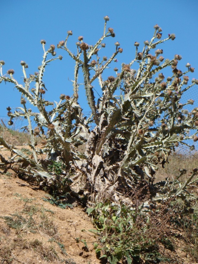 Image of Onopordum acanthium specimen.