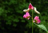 Lathyrus roseus. Соцветие. Республика Адыгея, Майкопский р-н, ок. 8,5 км восточнее ст. Даховская, хребет Скалистый (Уна-Коз), склон г. Шидехт, зарастающая вырубка в лиственном лесу у грунтовой дороги. 05.05.2018.