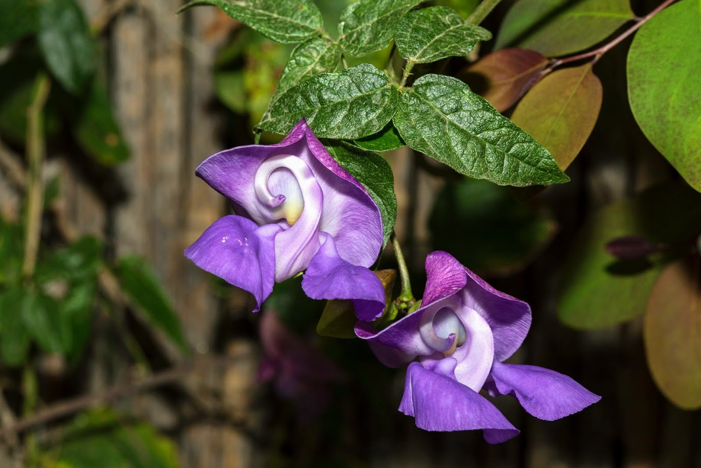 Image of Vigna speciosa specimen.