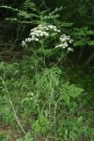 Chaerophyllum bulbosum