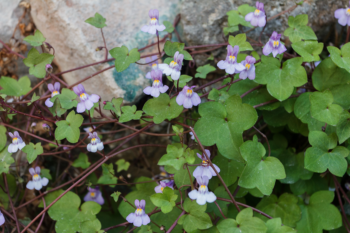 Image of Cymbalaria muralis specimen.