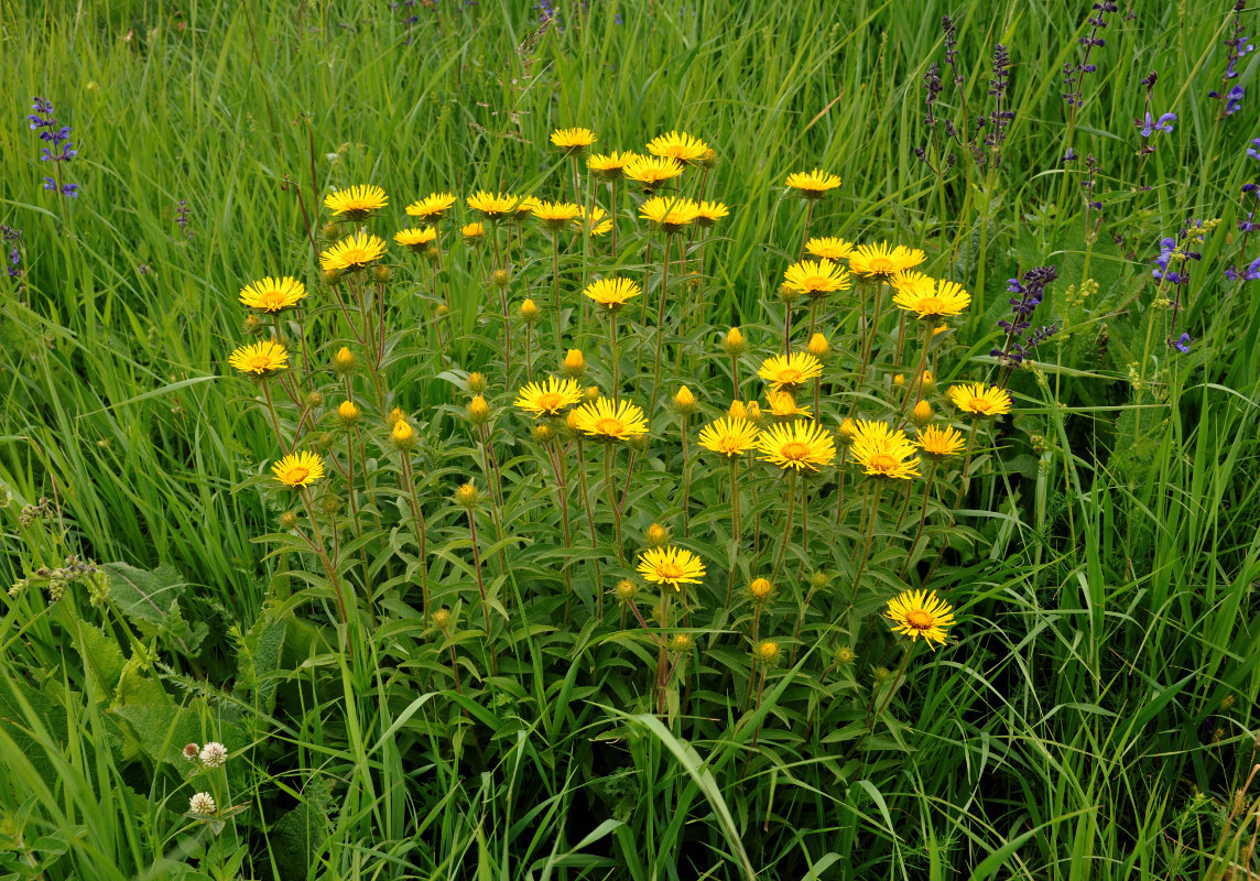 Image of Inula hirta specimen.