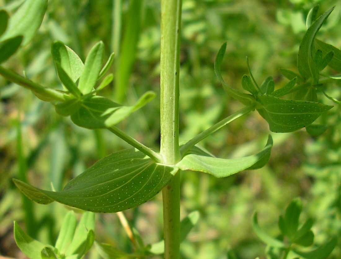 Image of Hypericum perforatum specimen.