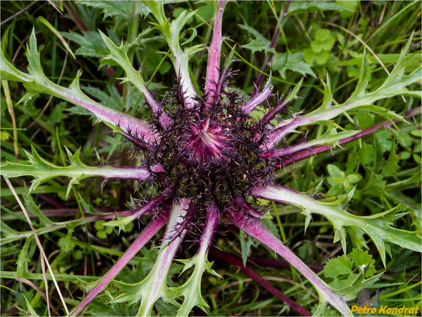 Image of Carlina acaulis specimen.