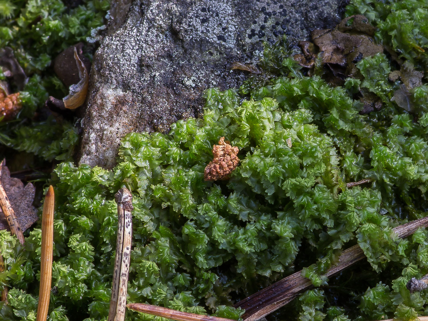 Image of Barbilophozia barbata specimen.