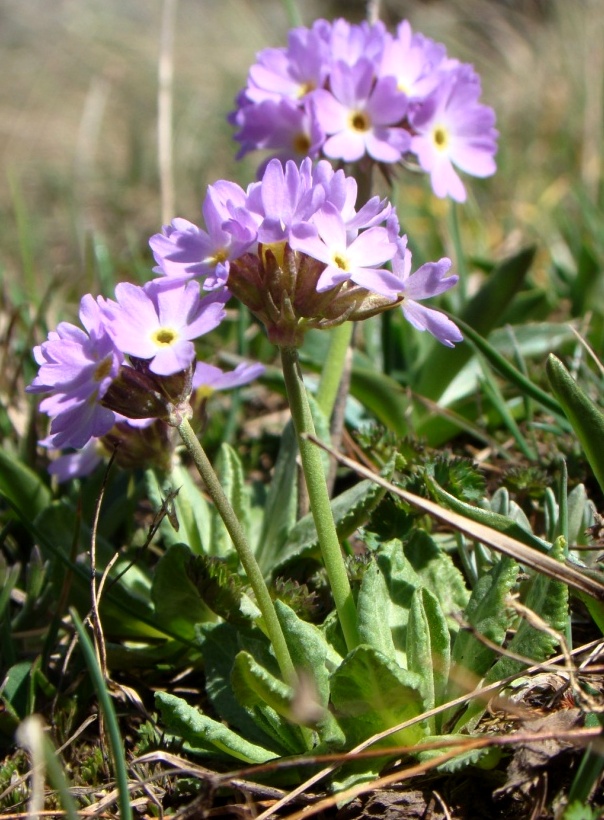 Image of Primula algida specimen.