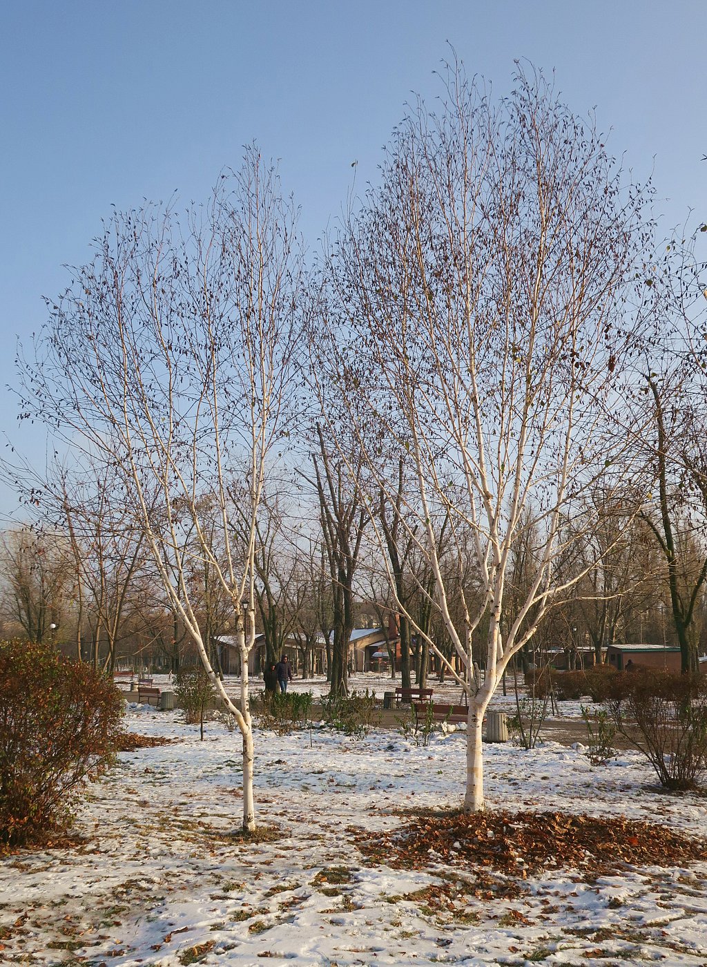 Изображение особи Betula papyrifera.