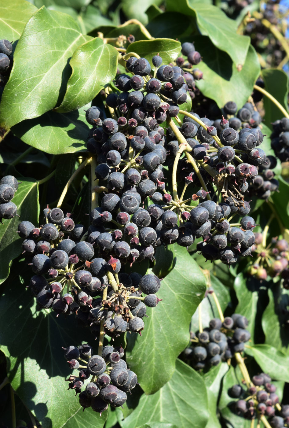 Image of Hedera helix specimen.