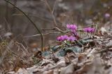 Cyclamen coum