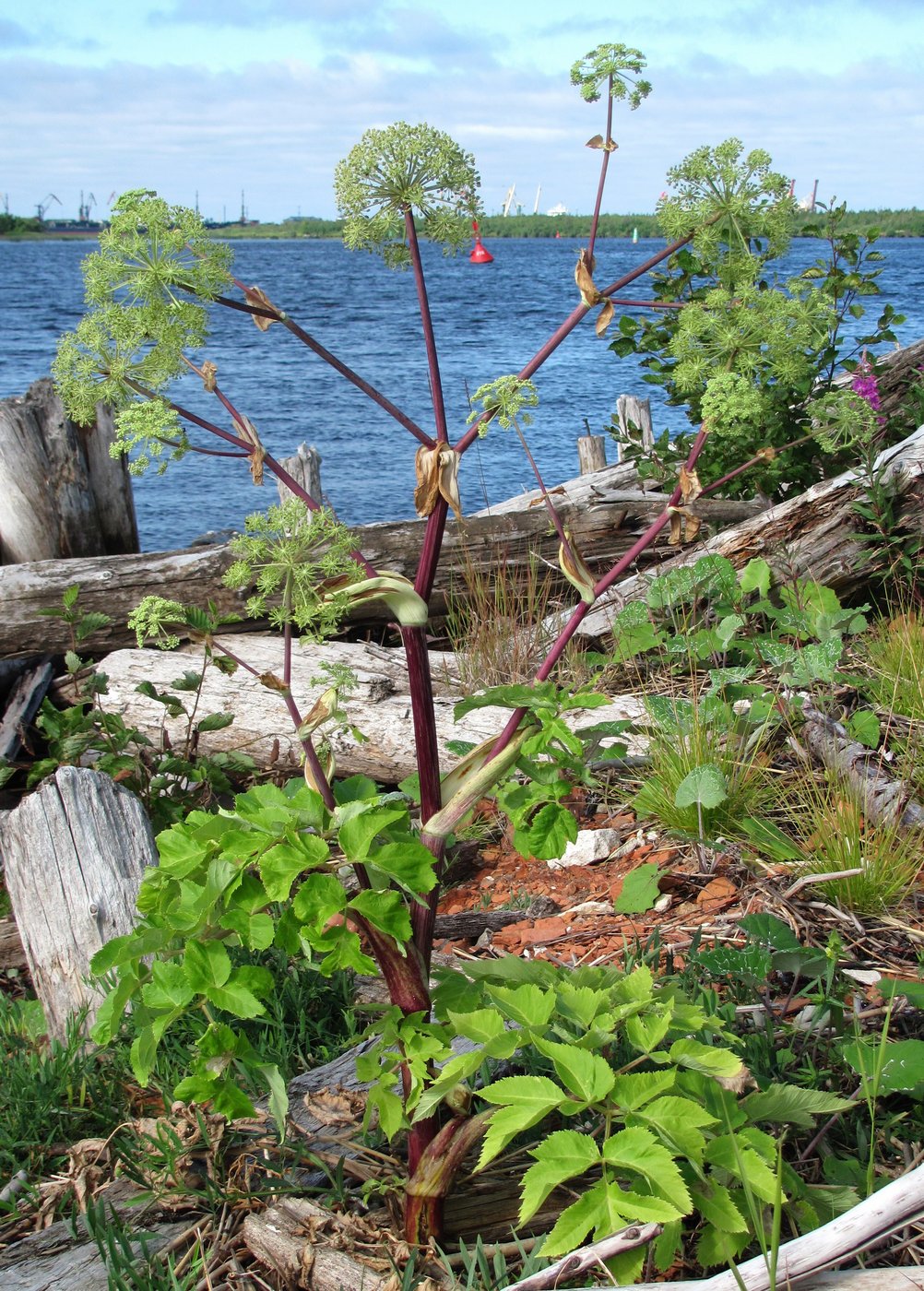 Image of Archangelica officinalis specimen.