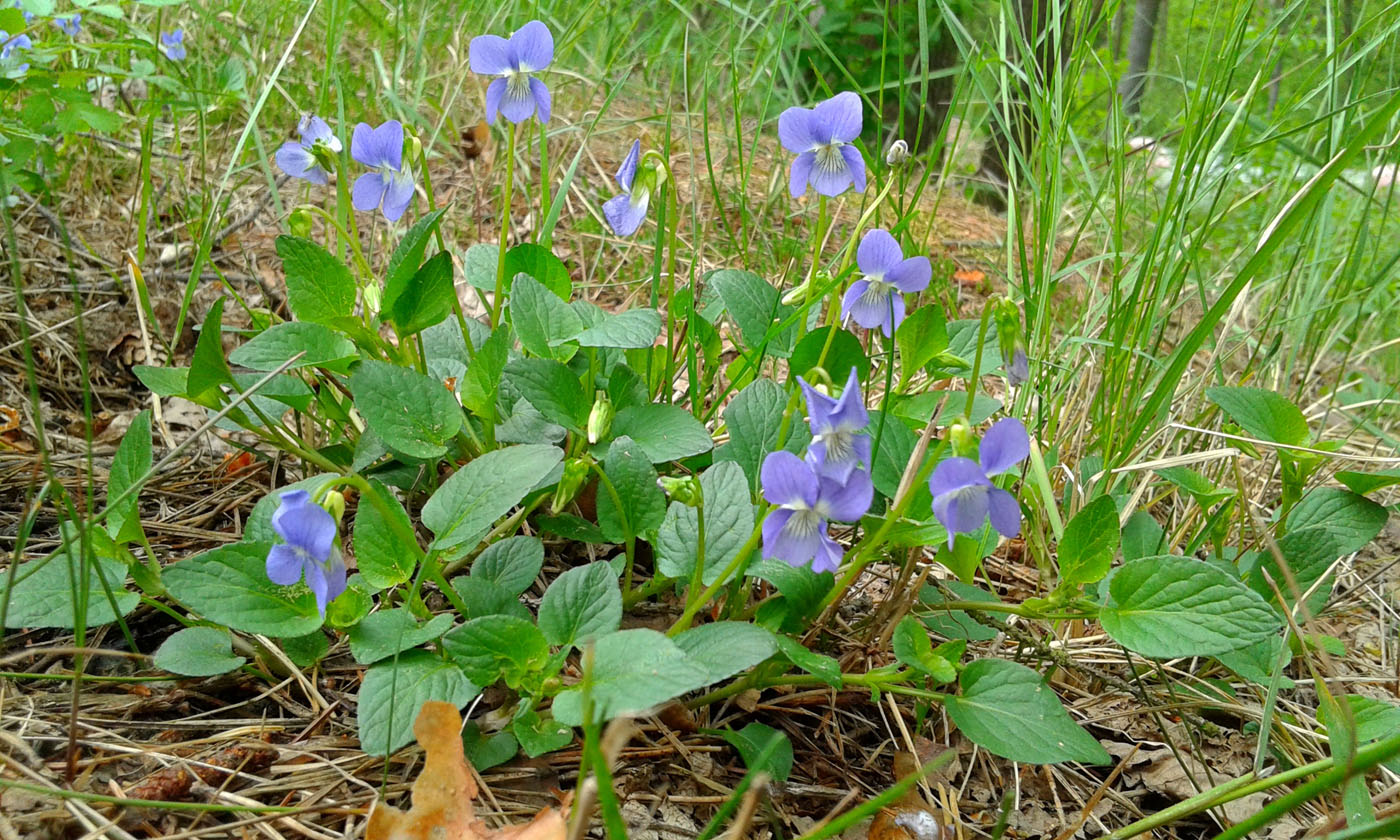 Изображение особи Viola &times; baltica.