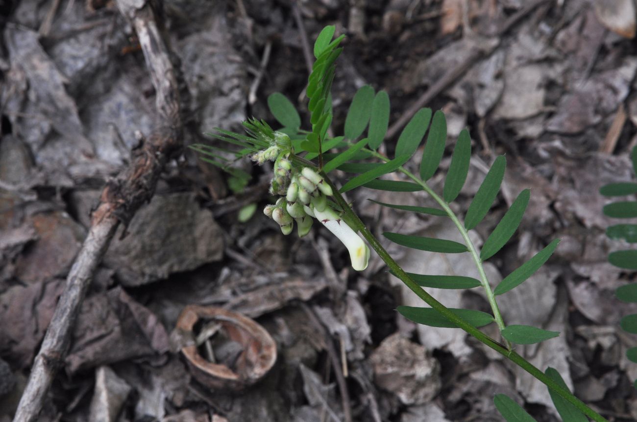 Image of genus Vicia specimen.