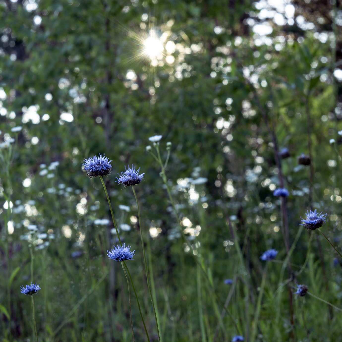 Image of Jasione montana specimen.