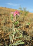 Reaumuria cistoides. Верхушка веточки с цветком. Дагестан, Дербентский р-н, 4 км к западу от с. Музаим, долина р. Камышчай, опустыненный глинистый склон. 30 мая 2019 г.