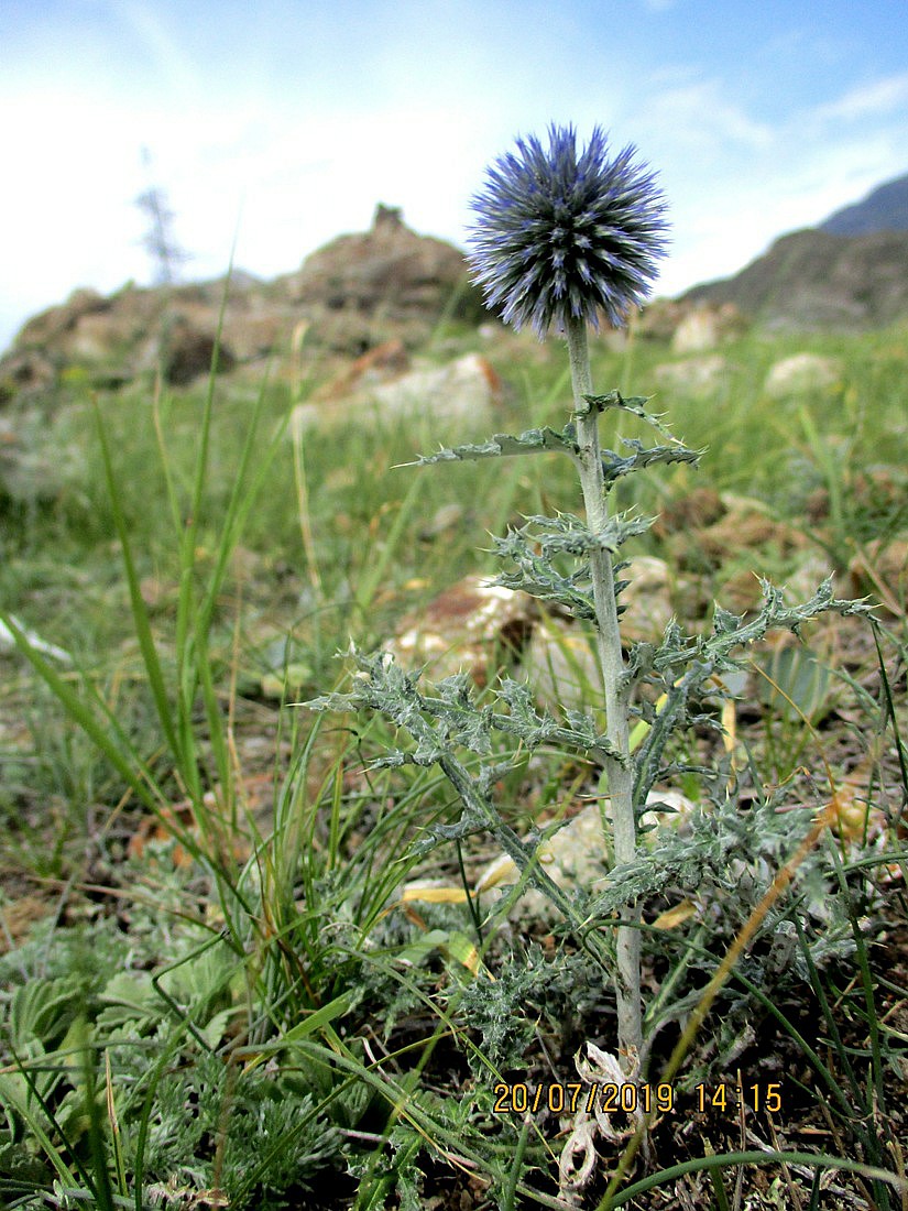 Image of Echinops ruthenicus specimen.