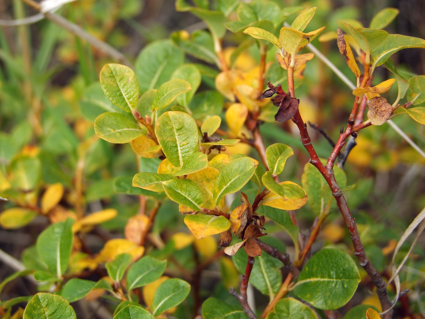 Image of Salix fuscescens specimen.