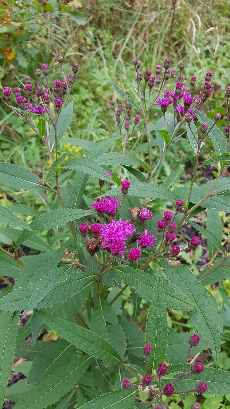 Image of Vernonia arkansana specimen.