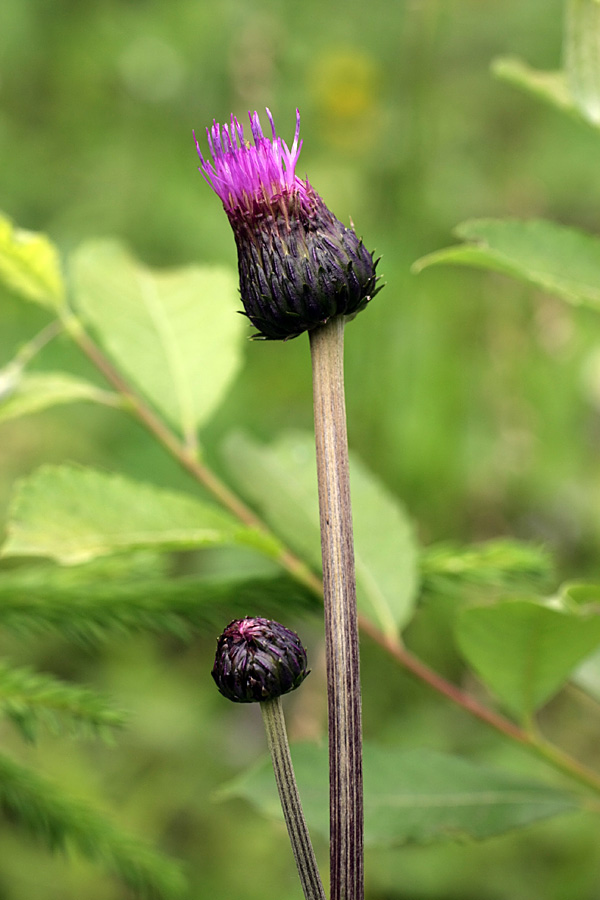 Изображение особи Cirsium heterophyllum.