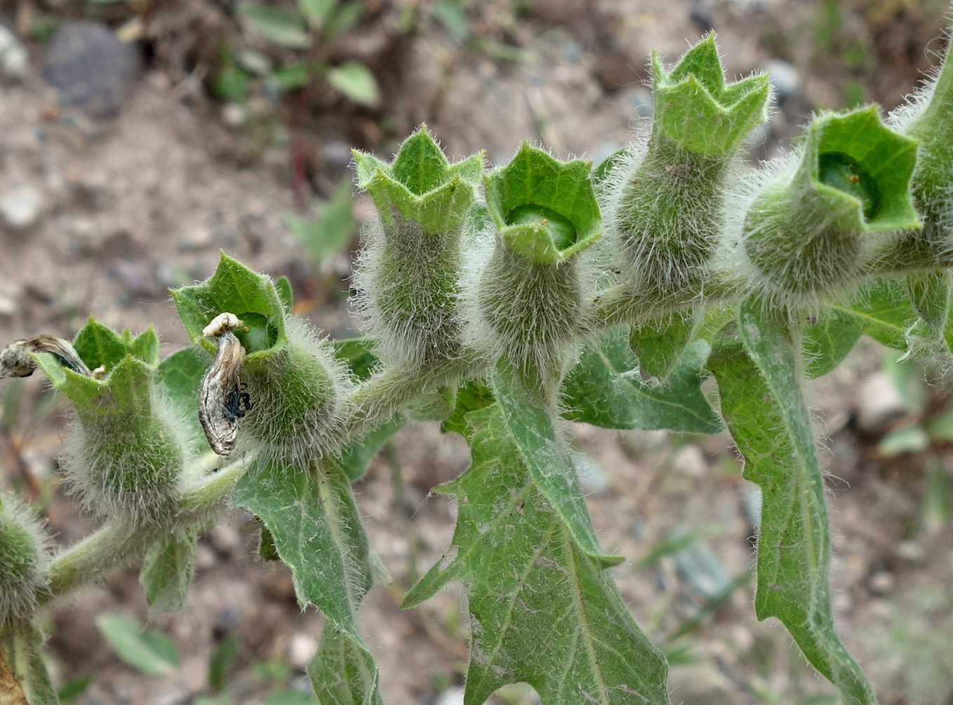 Изображение особи Hyoscyamus niger.