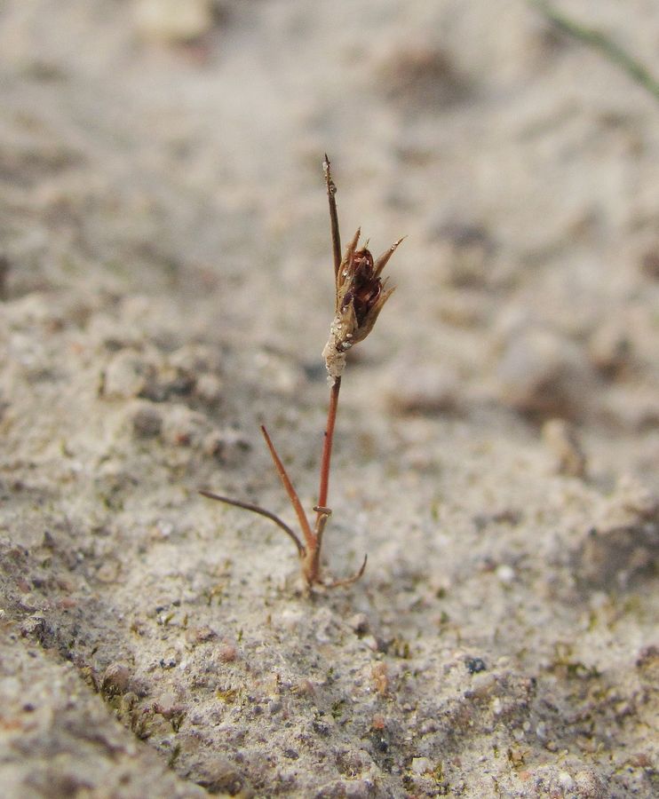 Изображение особи Juncus minutulus.