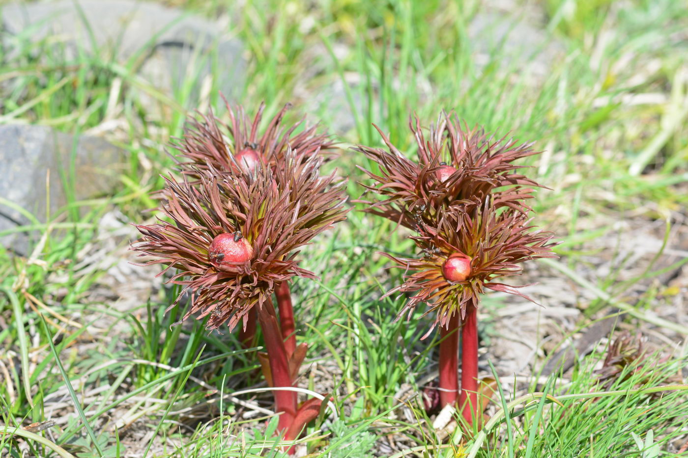 Image of Paeonia hybrida specimen.