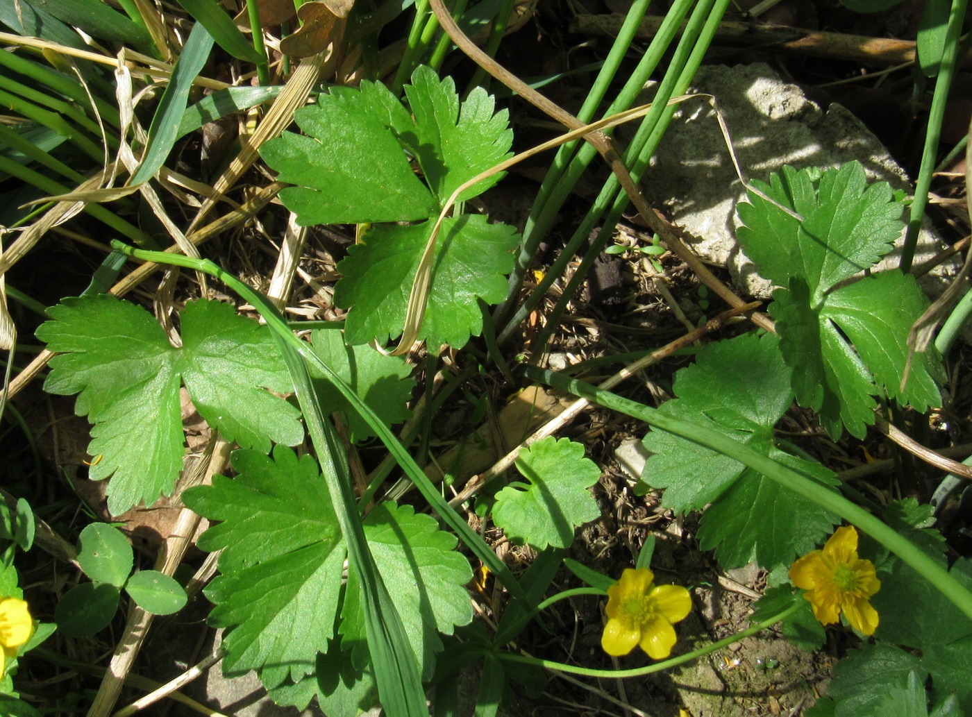 Изображение особи Ranunculus bujbensis.