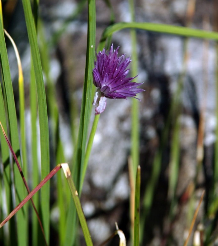 Image of Allium schoenoprasum specimen.